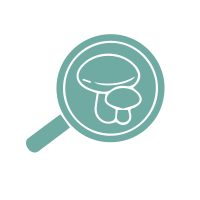 Estudios micológicos